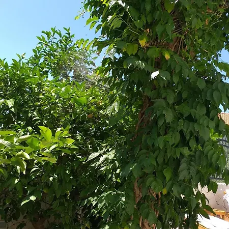 Lejlighed Mira Trogir